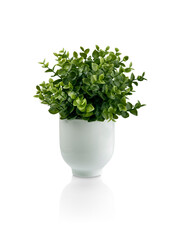 Beautiful artificial plant in ceramic pot isolated on white background. clipping path.