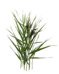 Beautiful reeds with lush green leaves and seed head on white background