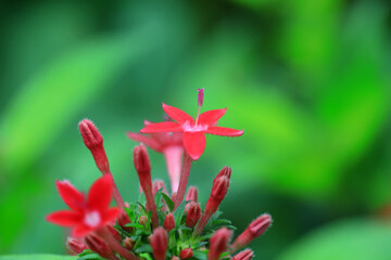 Fototapeta premium Beautiful five-star flowers in Beijing Botanical Garden