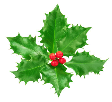 Holly berry  isolated on white background. Christmas Holly leaves decoration with red berries. Top view.