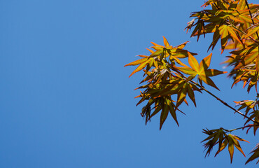 Fototapeta na wymiar Young leaves orange and red of the Japanese maple Acer Palmatum unfold in early spring on blue sky background. Close-up of maple blossom. Selective focus. Nature concept for design with copy space.
