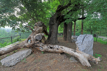 Ancient trees are in the Beijing Botanical Garden