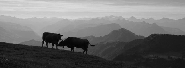 Silhouettes of two cows on top of Mount Rigi, Switzerland.