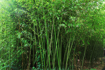 Green bamboo in Beijing Botanical Garden