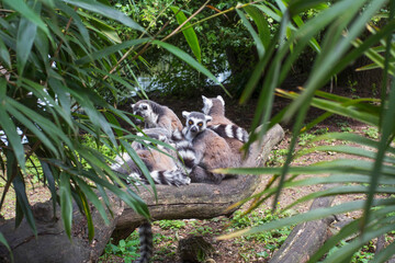 Several lemurs are sleeping on the grass. Lemurs are sitting in the forest on the ground
