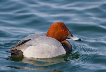 Close-up portrait of a common pochard (Aythya ferina) male swimming in the blue water of the bay