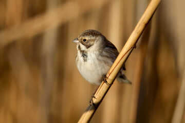 Females of common reed bunting (Emberiza schoeniclus) are photographed close-up in their natural...
