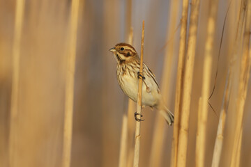 Females of common reed bunting (Emberiza schoeniclus) are photographed close-up in their natural habitat in soft morning light. Detailed photo to identify the bird.