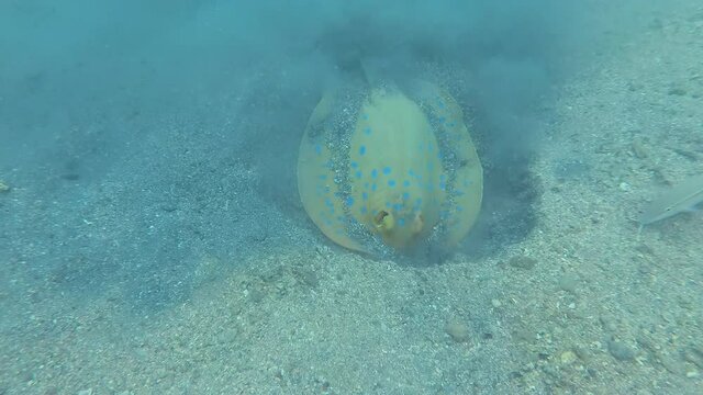 Blue-spotted Whiptail Stingray Fish Feeding in Sand at Bottom of Red Sea. Underwater Camera Moves Close Up. Wild Animals Concept