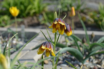 Spring blooming bulb, scientific name Fritillaria reuteri