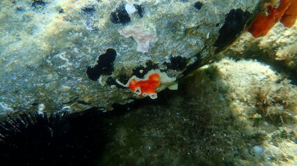 Bryozoa or moss animal Schizomavella (Schizomavella) linearis undersea, Aegean Sea, Greece,...