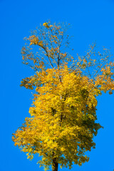 Fototapeta premium Ahorn mit Herbstlaub