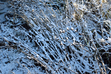 the first snow on the grass and bushes, close-up, as a texture for the background