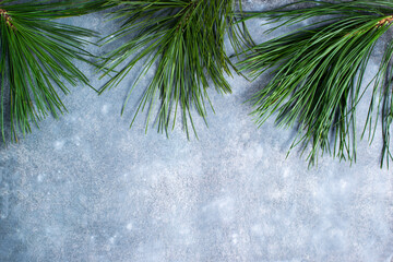 pine branches on a gray background