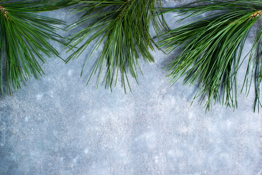 pine branches on a gray background © huoksi