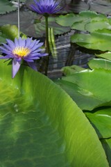 Victoria water lilies large green leaves, flat on the water's pond surface, purple blooming flower lily. Fresh aesthetics of the tropical climate  in greenhouse. Botanical garden in Munich, Germany.