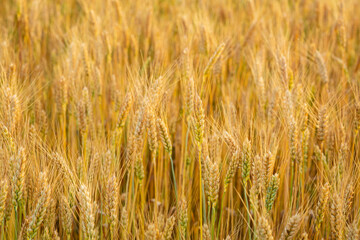 Landscape with golden grain stem, harvest concept