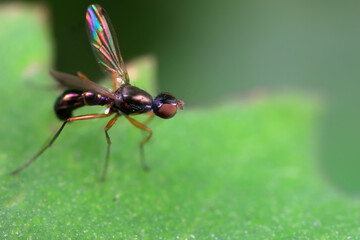 Flies on wild plants, North China