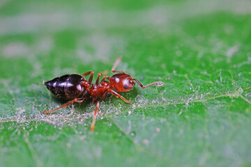 Ants in the wild, North China