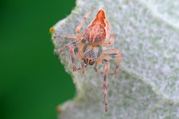 Spiders in the wild, North China