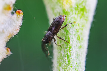Weevil on wild plants, North China