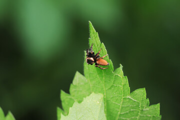 Fototapeta premium Spiders in the wild, North China
