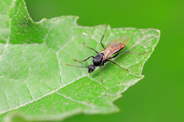 Ants in the wild, North China