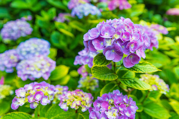 Fototapeta premium 紫陽花