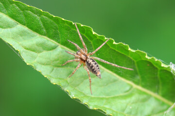Spiders in the wild, North China