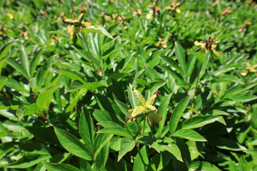 Peony Seeds on plants, North China