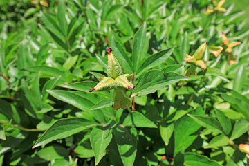 Obraz premium Peony Seeds on plants, North China