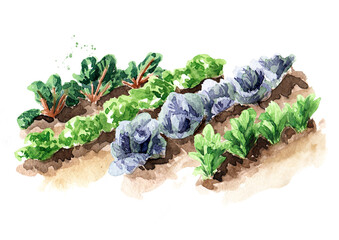 Vegetable beds, Spring work in the garden. Hand drawn watercolor illustration isolated on white background
