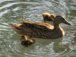 カルガモ親子