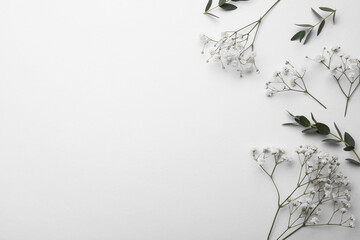 Beautiful gypsophila and eucalyptus on white background, flat lay. Space for text