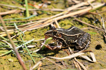 Frogs perch by the water