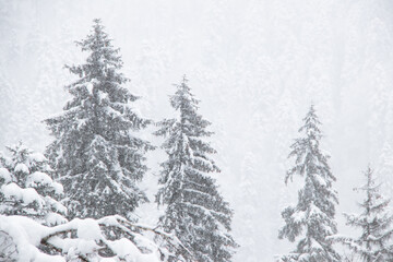 strong snowfall in the pinetree forest. snow on tree branches
