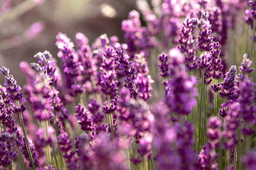 Obraz premium Selective focus Lavender flowers at sunset rays, Blooming Violet fragrant lavender flower summer landscape. Growing Lavender, harvest, perfume ingredient, aromatherapy. Lavender field lit by sunlight
