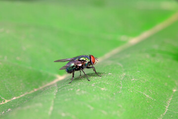 Flies on wild plants, North China