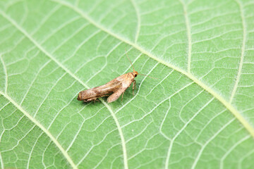 Lepidoptera insects in the wild, North China