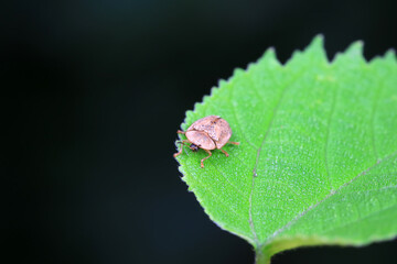 Hispidae family insect crawl on plants, North China