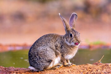 Iberian hare in Castilla La Mancha, Spain.