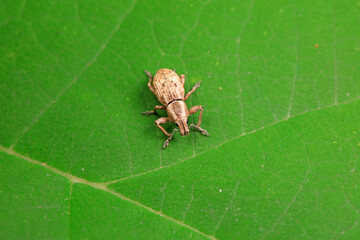Weevil on wild plants, North China
