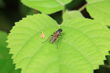 Gadfly on wild plants, North China