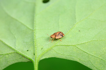 Hispidae family insect crawl on plants, North China