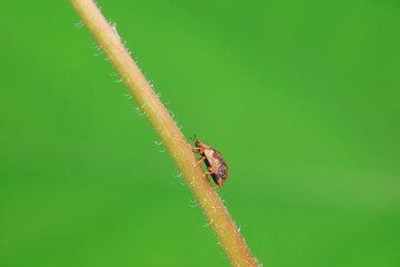 Hispidae family insect crawl on plants, North China
