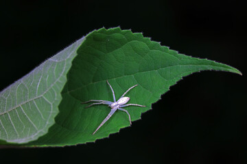 Spiders in the wild, North China