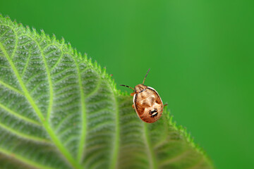 Hemiptera bugs in the wild, North China