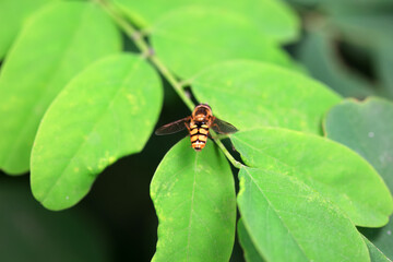 Aphid eating flies in the wild, North China