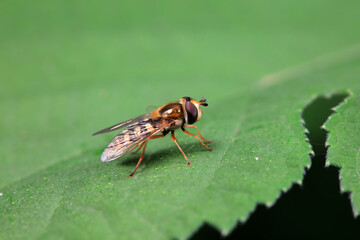 Aphid eating flies in the wild, North China