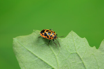 Hemiptera bugs in the wild, North China